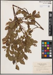 Foto von Salix herbacea L. x Salix phylicifolia L. x Salix polaris Wahlenb.